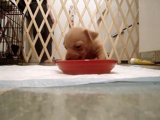 Teacup Chihuahua puppy's first meal with us!