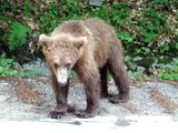 Cucciolo di orso in cerca di cibo sui monti della Transilvania