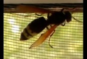 Giant Hornet / oriental wasp