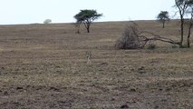 Cheetah spotted after a failed gazelle chase in Tanzania