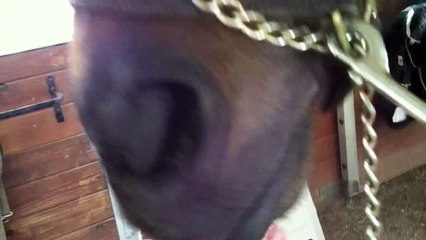 Playing with a horses tongue!