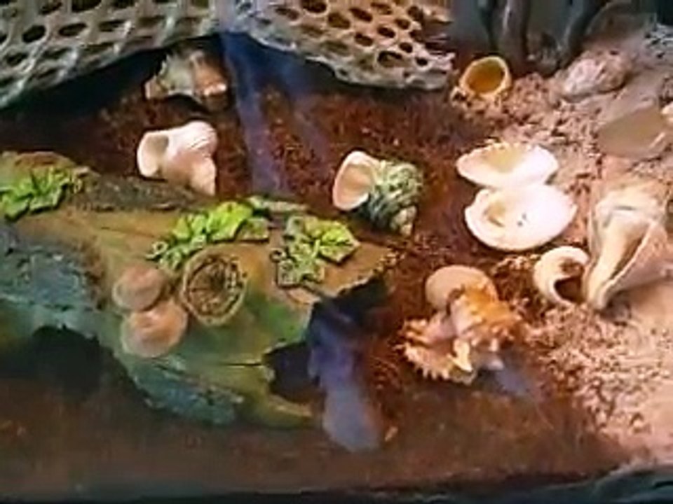 Hermit Crab Terrarium & Care II