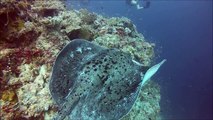 Diving Fan Reef, Kuramathi Island July 2014 (GoPro)
