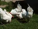 Plymouth White Rock Chickens
