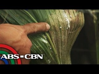 KSP: Cocolisap pest damage plants in Quezon.