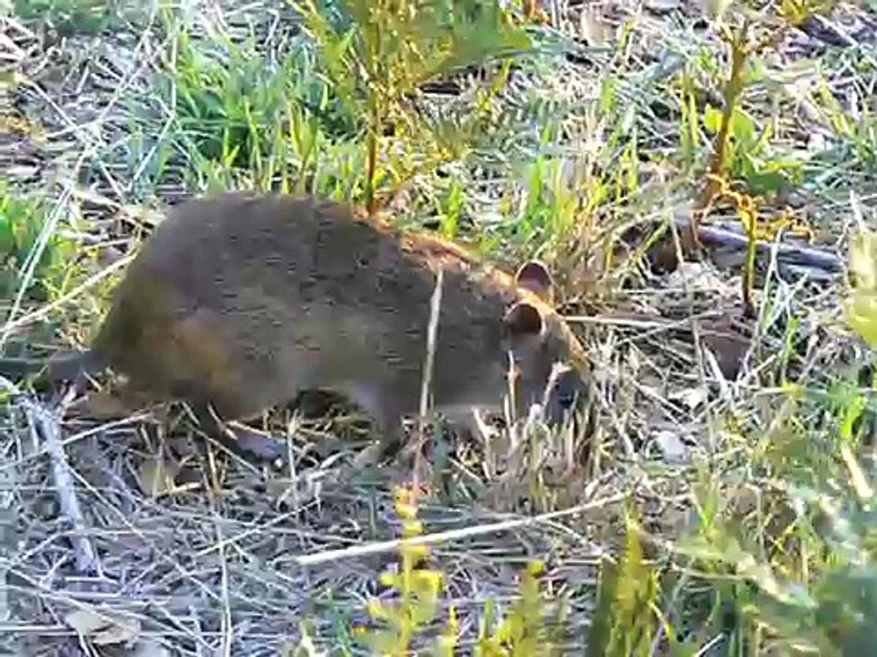 6. Southern Brown Bandicoot foraging (Australia)