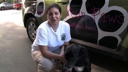 Home Remedies for Fleas on Dogs
