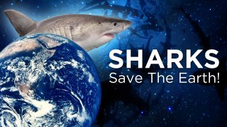 Sharks Evolved to Save the World