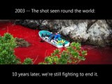 What Happens To Dolphins In Taiji? Honoring The Victims Of Slaughter and Captivity