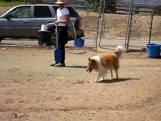 Kahja the Rough Collie Herding Instinct Test