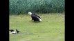 Alaskan Bald Eagles Fight Over King Salmon Carcass in my Front Yard