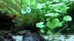 Relaxing Fish Tank Endlers Live Bearing Baby Fish Video 3