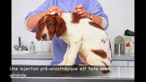 castration de chien