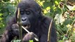 Wild mountain gorillas in Bwindi Impenetrable Forest, Uganda