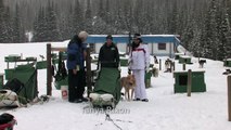 How to drive a dog sled, Sun Peaks, BC, Canada