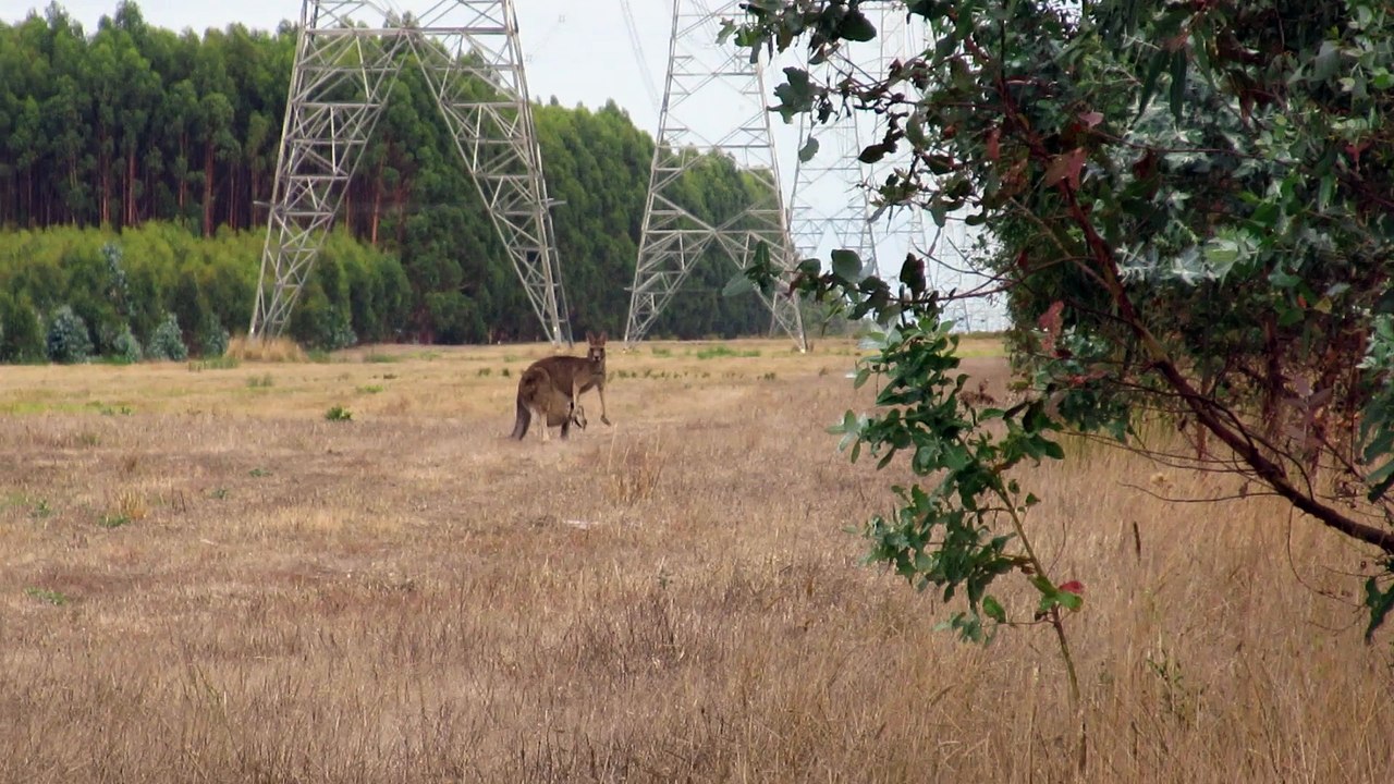 Le bebe kangourou de retour à la maison - 4
