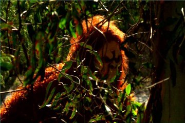 Full Movie  Bigfoot vs. D.B. Cooper  (2014)  Streaming Online Part I