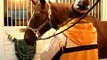 How to Care for Horses : How to Check a Horse's Health