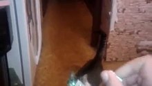 Супер котик, который надрессирован приносить вещи