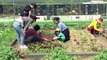Seoul gets greener with rooftop gardening