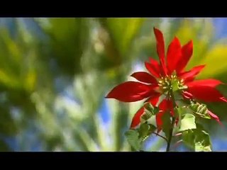 Morocco : Hoceima :Cala Iris Resort .