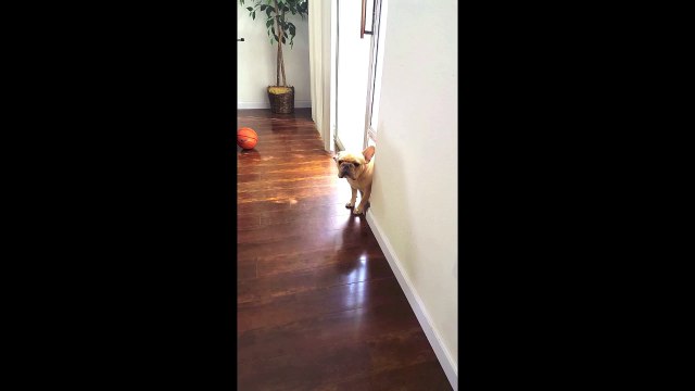 Coupable ou non coupable?! Bulldog trop mignon