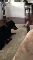 Dog vs Cat - She just wants to be friend