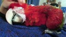 Cute parrot loves pettings