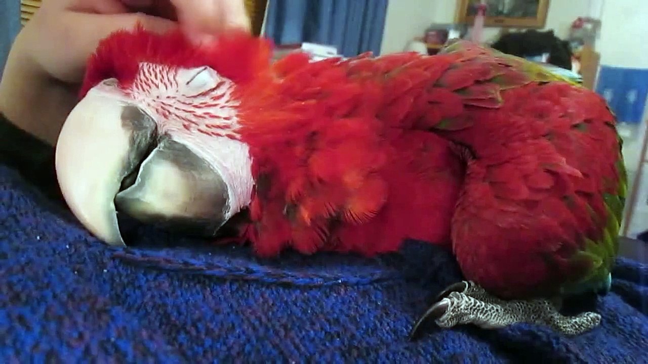 Cute parrot loves pettings