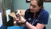 Pitbull puppy with a broken jaw gets rescued
