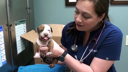 Un bébé pitbull avec la machoire cassée sauvé par des vétérinaires!