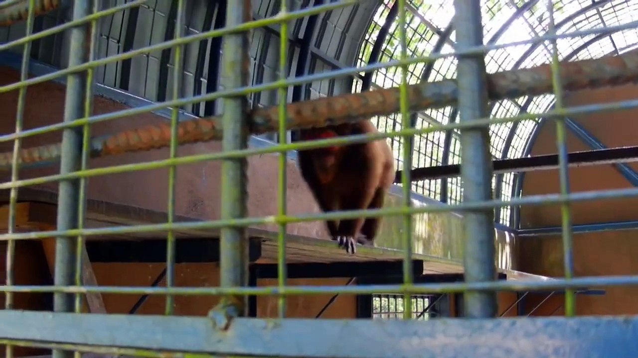 Abused Macaque Gone Insane At Perlis Primate Park Malaysia