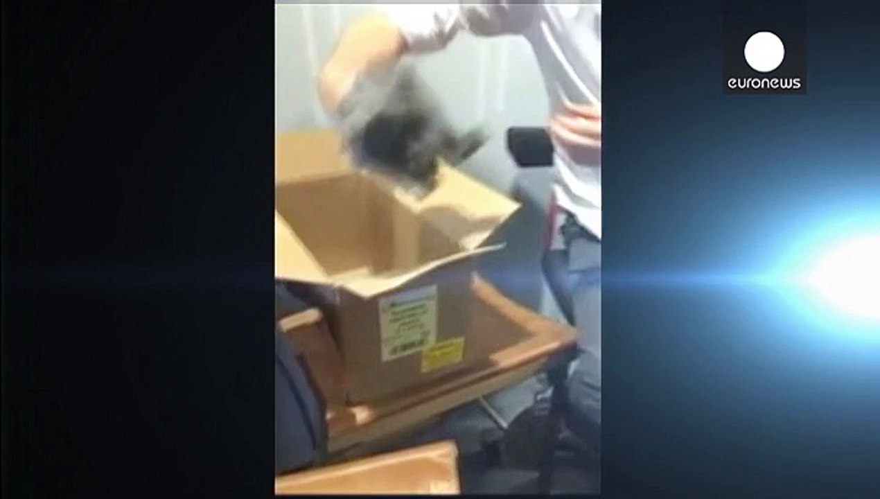 Häschen aus Protest gegen 'scheinheilige' Tierschützer live geschlachtet