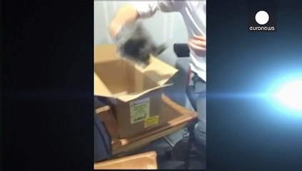 Canlı yayında yavru tavşan öldürdü