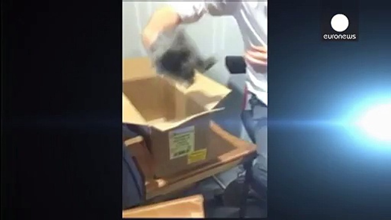 Убийство кролика в прямом эфире: жестокость или правда жизни?