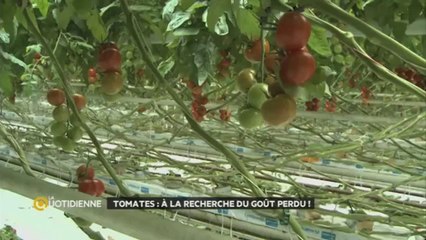 LA QUOT’ : DES TOMATES TOUTE L'ANNÉE EST-CE BIEN RAISONNABLE ?