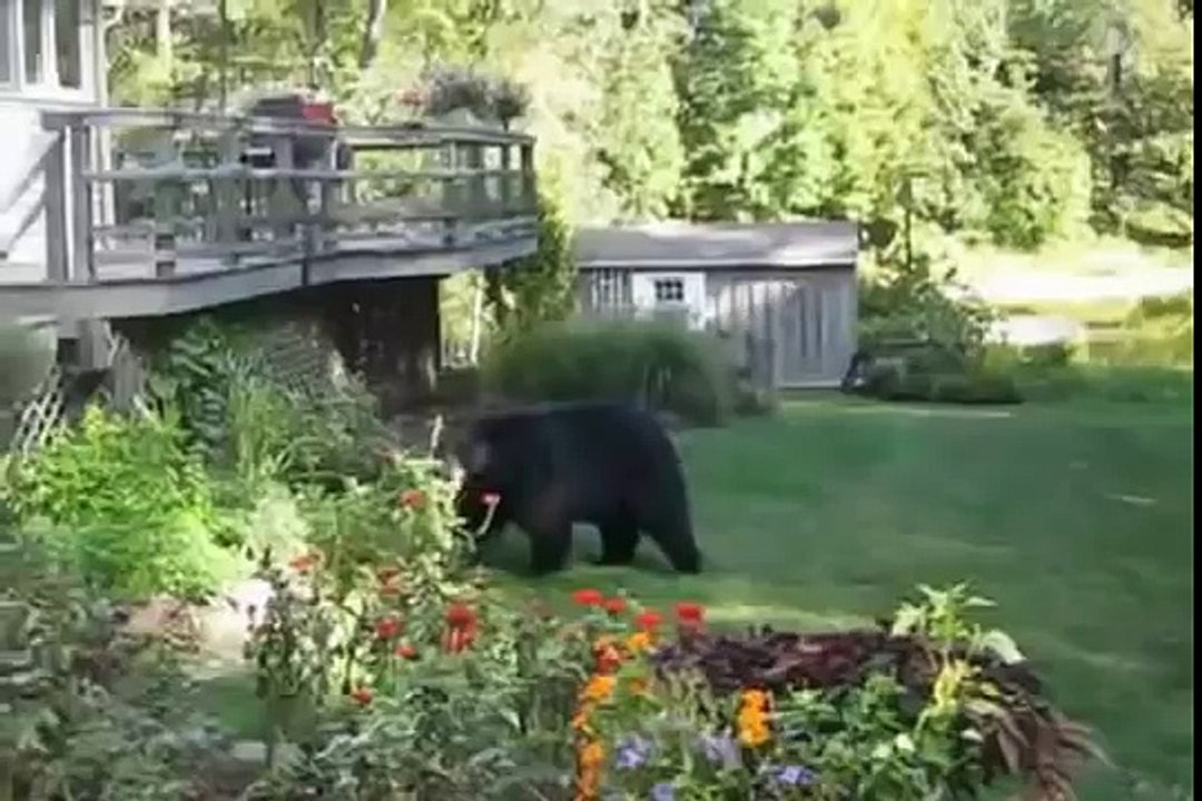Chasing Bear Away From Porch