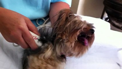 Exclusive TwitC Video: Hilarious Yorkie Dog Shows Her Gremlin Side During Grooming Session