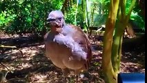 Dünyanın en ilginç kuşu...rÇıkardığı sesler çok ilginç :)rSubhanAllah...