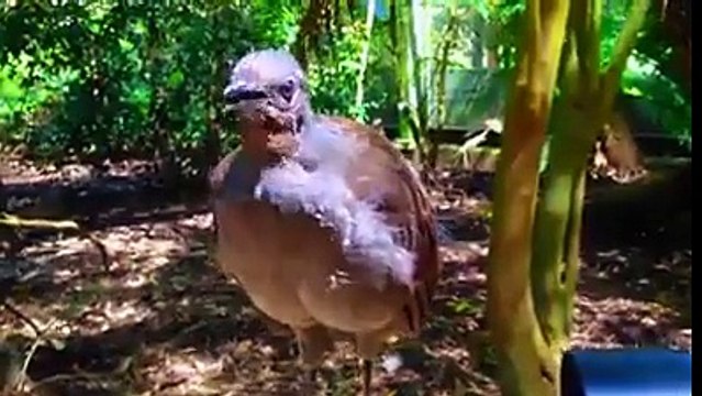 Dünyanın en ilginç kuşu...Çıkardığı sesler çok ilginç :)SubhanAllah...