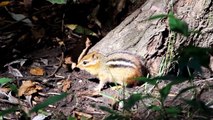 An Eastern Chipmunk Stretches