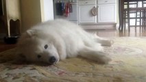 Cat Eats Chicken-Dog Samoyed's Dinner - FUNNY!