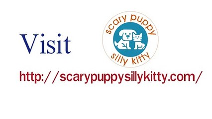 most intelligent dog breeds