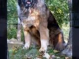Caucasian Ovcharka,Caucasian Shepherd,dog,köpek,pitbull
