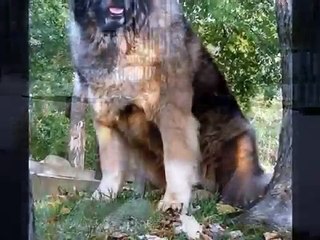 Caucasian Ovcharka,Caucasian Shepherd,dog,köpek,pitbull