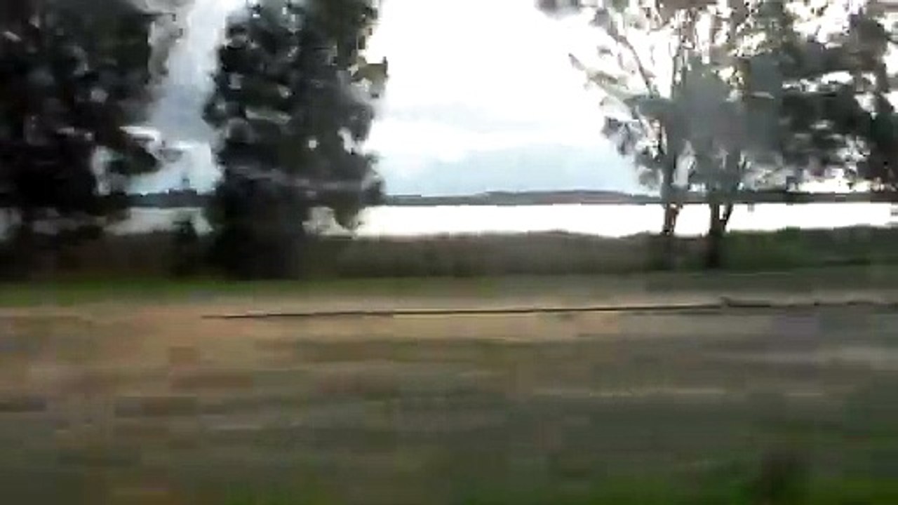 Animals 36