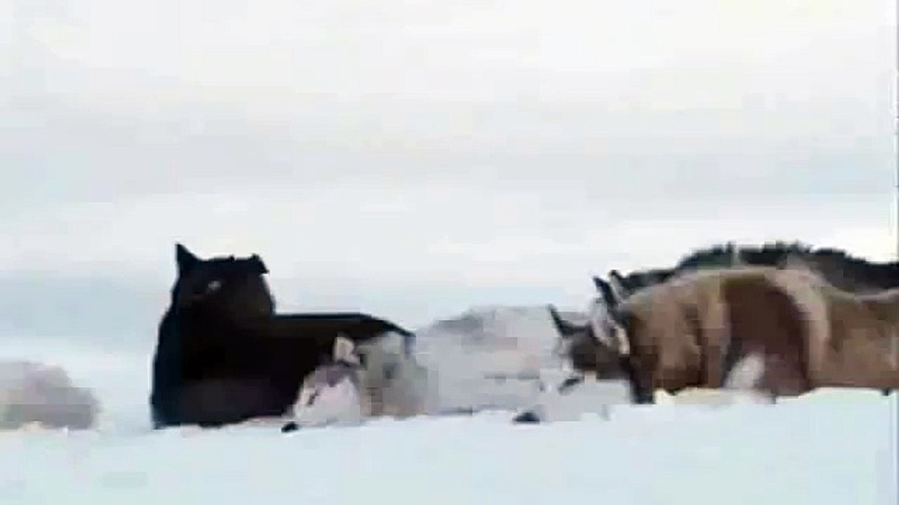 Ahmet Şafak - Yalnız Kurt