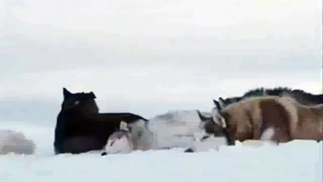 Ahmet Şafak - Yalnız Kurt