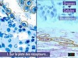 Métiers scientifiques - Un parcours de recherche à l'Institut Pasteur