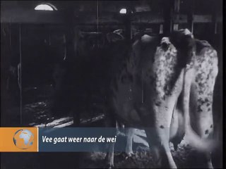 Vee gaat weer naar de wei - 1942